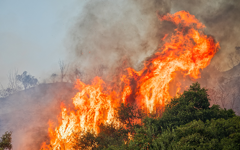 Sabas Chahu N Analiz Endurecer Penas Por Incendios Grupodefensa Cl